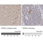 EFR3A Antibody