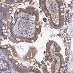 EFR3A Antibody in Immunohistochemistry (IHC)