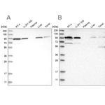 EFR3A Antibody in Western Blot (WB)