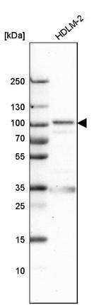 EFR3A Antibody in Western Blot (WB)