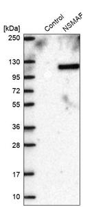 FAN Antibody in Western Blot (WB)