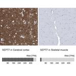 Septin-7 Antibody