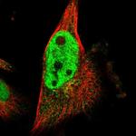 SCRN2 Antibody in Immunocytochemistry (ICC/IF)