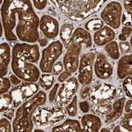 SCRN2 Antibody in Immunohistochemistry (IHC)