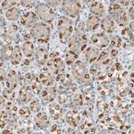 DUOX1 Antibody in Immunohistochemistry (IHC)