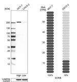 SCRIB Antibody