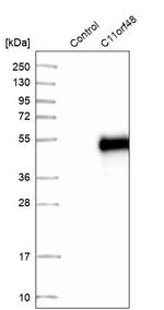 C11orf48 Antibody in Western Blot (WB)