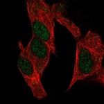 GADD45G Antibody in Immunocytochemistry (ICC/IF)