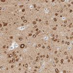 GADD45G Antibody in Immunohistochemistry (IHC)