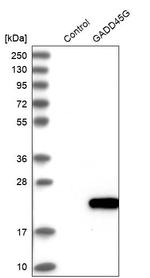 GADD45G Antibody in Western Blot (WB)