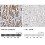 CDH17 Antibody