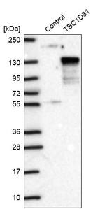 WDR67 Antibody in Western Blot (WB)