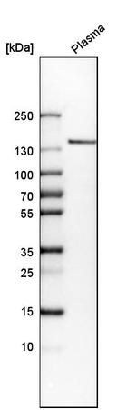 COL14A1 Antibody in Western Blot (WB)