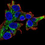 AFMID Antibody in Immunocytochemistry (ICC/IF)