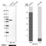 BAIAP2L1 Antibody in Western Blot (WB)