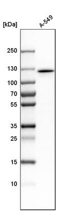 MYO1E Antibody in Western Blot (WB)