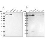 XPO5 Antibody in Western Blot (WB)