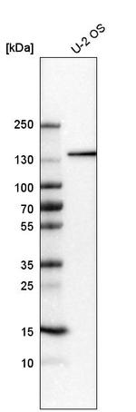 CEP131 Antibody in Western Blot (WB)