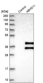 ABHDB Antibody in Western Blot (WB)