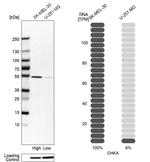 CHKA Antibody in Western Blot (WB)