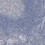 SCIN Antibody in Immunohistochemistry (IHC)