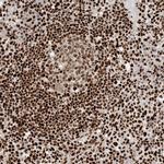 C17orf49 Antibody in Immunohistochemistry (IHC)