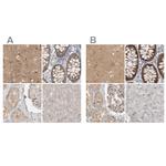 WIPF2 Antibody in Immunohistochemistry (IHC)