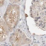 WIPF2 Antibody in Immunohistochemistry (IHC)