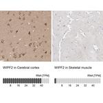 WIPF2 Antibody