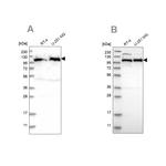 IARS2 Antibody