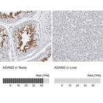 ADAM2 Antibody