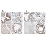 SLC38A10 Antibody in Immunohistochemistry (IHC)