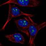 BXDC5 Antibody in Immunocytochemistry (ICC/IF)