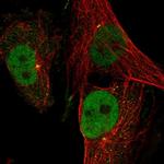 GINS4 Antibody in Immunocytochemistry (ICC/IF)