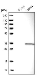 GINS4 Antibody in Western Blot (WB)