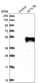 Actin-like 7B Antibody in Western Blot (WB)