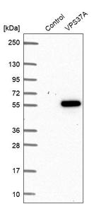 VPS37A Antibody in Western Blot (WB)