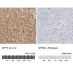 DPYS Antibody in Immunohistochemistry (IHC)