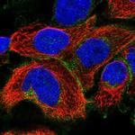 SLC19A1 Antibody in Immunocytochemistry (ICC/IF)