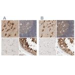 eIF4G3 Antibody in Immunohistochemistry (IHC)