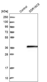 SDR16C5 Antibody in Western Blot (WB)