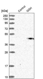 GGH Antibody in Western Blot (WB)