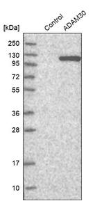 ADAM30 Antibody in Western Blot (WB)