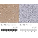 SAPAP3 Antibody