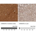 CAMSAP2 Antibody