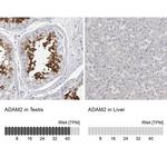 ADAM2 Antibody