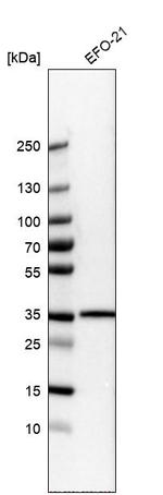 LMAN2L Antibody in Western Blot (WB)