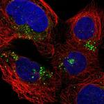 IFI30 Antibody in Immunocytochemistry (ICC/IF)