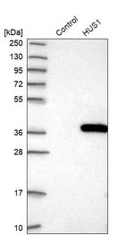 HUS1 Antibody in Western Blot (WB)