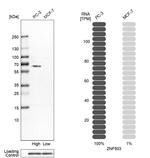 ZNF503 Antibody in Western Blot (WB)